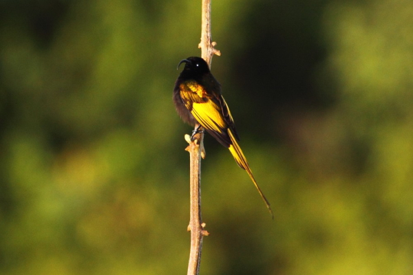 El aberrante Sunbird de alas doradas es una de las especies objetivo en el borde boscoso del cráter.