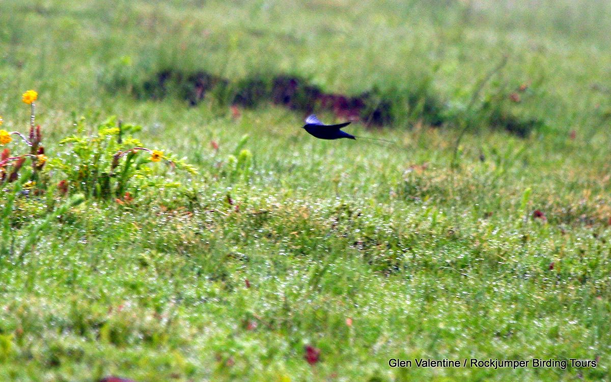 Blauwe zwaluw in typische habitat door Glen Valentine