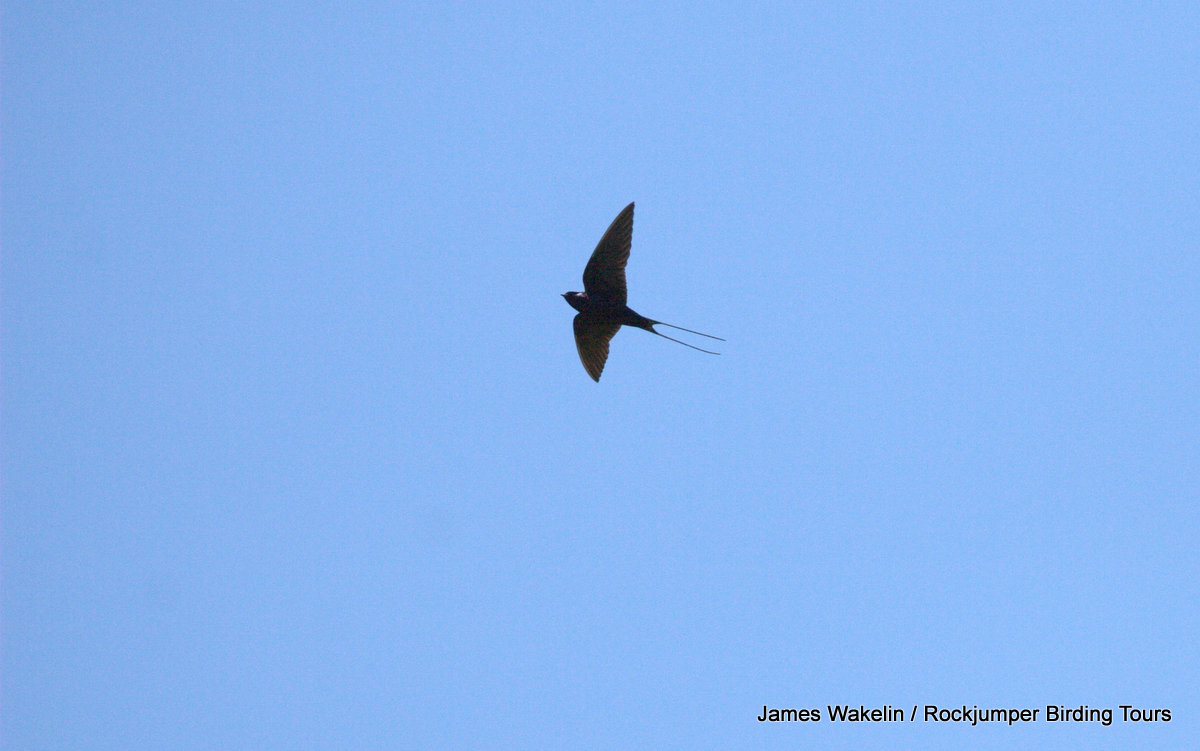 Blue Swallow in flight by James Wakelin