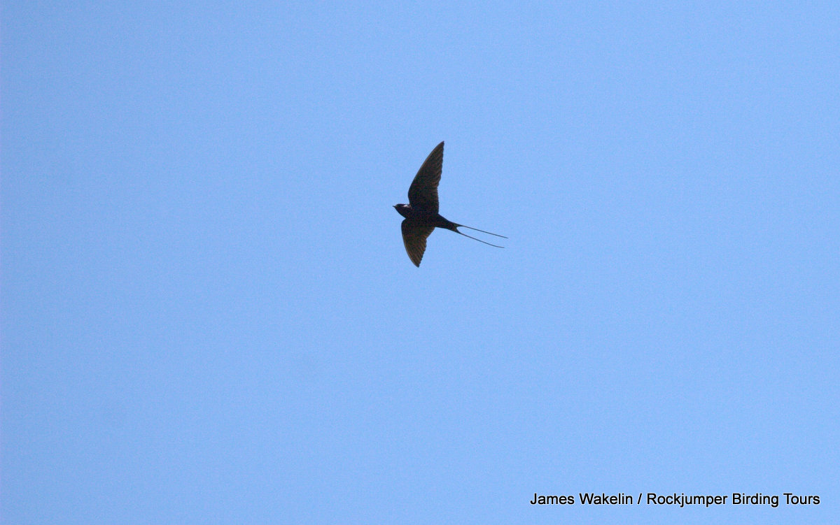 Golondrina azul en vuelo de James Wakelin