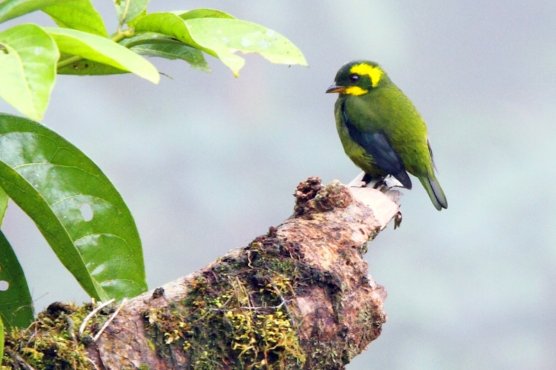 Gold-ringed Tanager