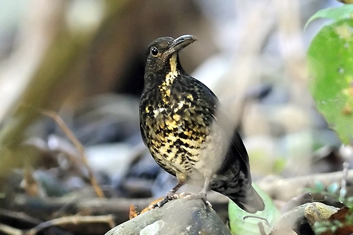 Long-billed Thrush