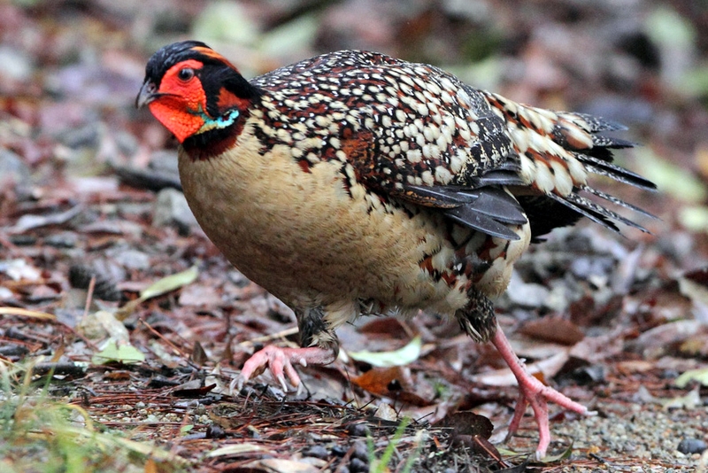 De Tragopan van Cabot