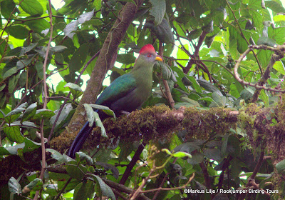 The endangered Bannerman’s Turaco by Markus Lilje