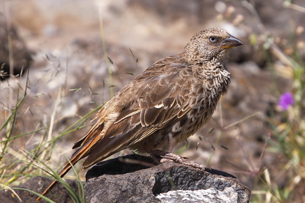 El singular tejedor de cola rufa, de ojos azules, forma un vínculo antiguo entre los tejedores y los gorriones y también es endémico del ecosistema del Serengeti.