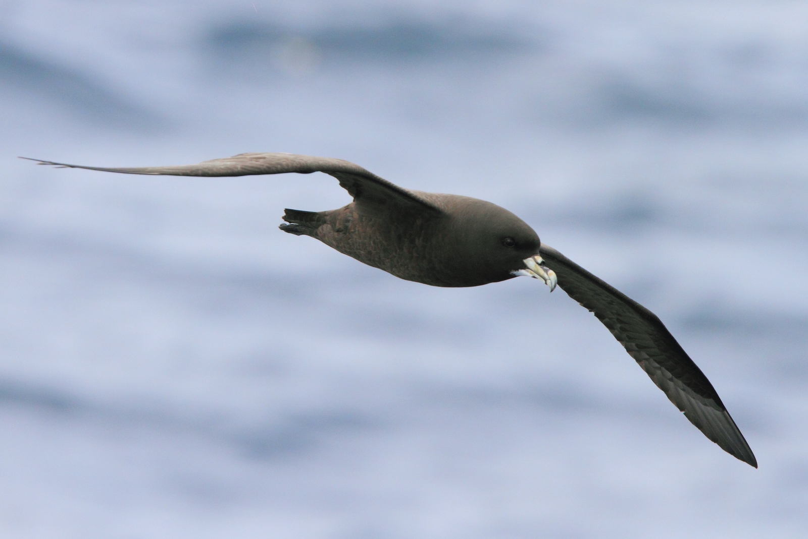 Petrel de mentón blanco