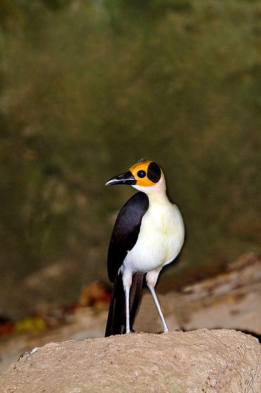 White-necked (Yellow-headed) Rockfowl
