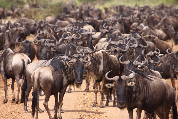 Cirka 1.500.000 blå gnuer bevæger sig gennem Serengeti-økosystemet på deres årlige migration