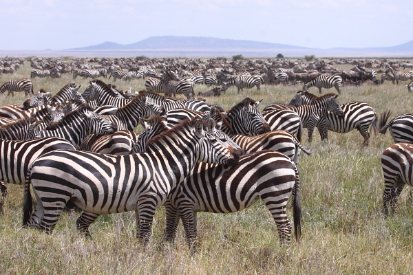 A lesser known fact is that 250,000 Plains Zebra and thousands of other game also join the wildebeest on their migration
