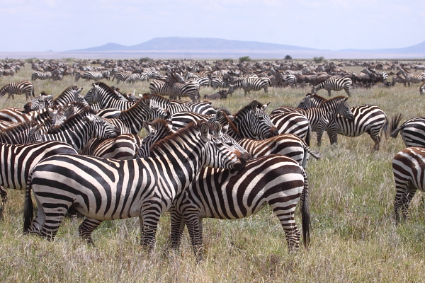 Un hecho menos conocido es que 250.000 cebras de las llanuras y miles de otros animales también se unen a los ñus en su migración.