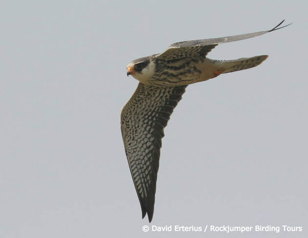 amur falcon migration