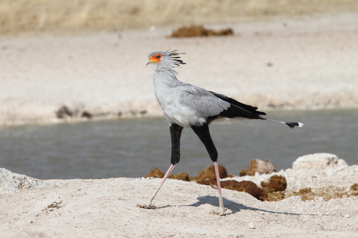 アフリカのユニークな鳥のひとつ、ナミビアのエトーシャ国立公園で撮影されたヘビドリ