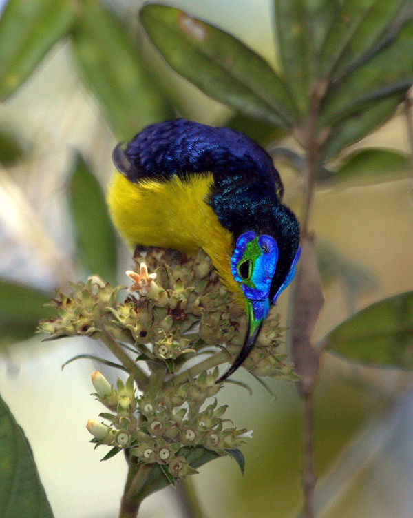 Den utroligt smukke Yellow-bellied Sunbird-Asity er en anden madagaskisk art, der blev anset for at være tabt og nu er blevet genopdaget. Foto af James Wakelin 