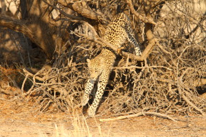 Leopard wildlife tour