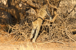 Leopard djurlivstur