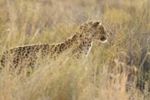 visite de la faune