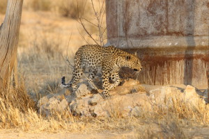 ヒョウ野生動物ツアー