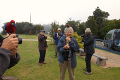 El grupo del tour de observación de aves de Australia 2018 de Rockjumper en el Parque Nacional Lamington interactuando con las amigables Crimson Rosellas