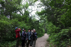 El grupo del tour de observación de aves de Texas 2019 de Rockjumper observa las copas de los árboles en Texas Hill Country