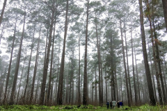 El grupo de gira de observación de aves de Texas 2019 de Rockjumper busca en Pineywoods el gorrión de Bachman