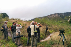 Le groupe de tournée d&#39;observation des oiseaux au Brésil 2019 de Rockjumper observe les oiseaux dans le nord-est