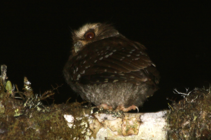 Rockjumper tour finds Peru’s enigmatic Long-whiskered Owlet!