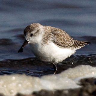 Overvintrende ske-næbbede sandpiper har brug for din hjælp!