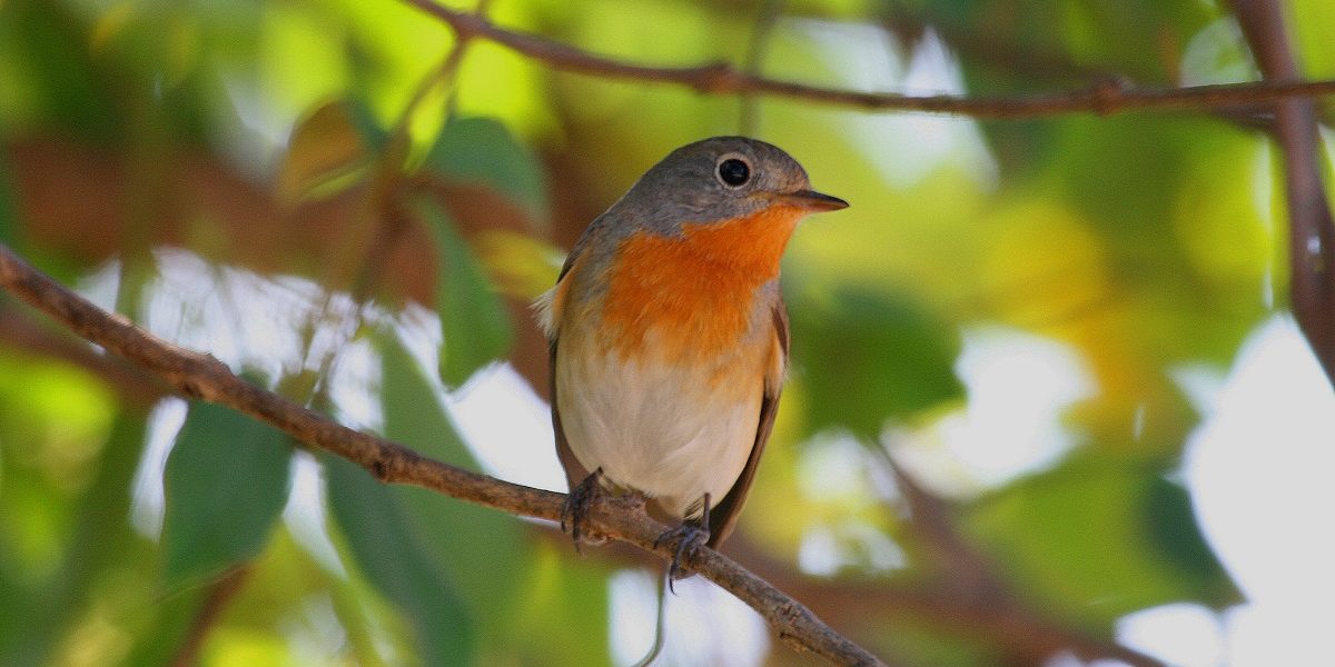 アフリカの野鳥観察とエチオピアの鳥の新記録