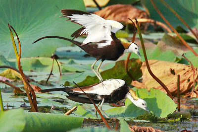 Danza de cortejo de Jacana de cola de faisán