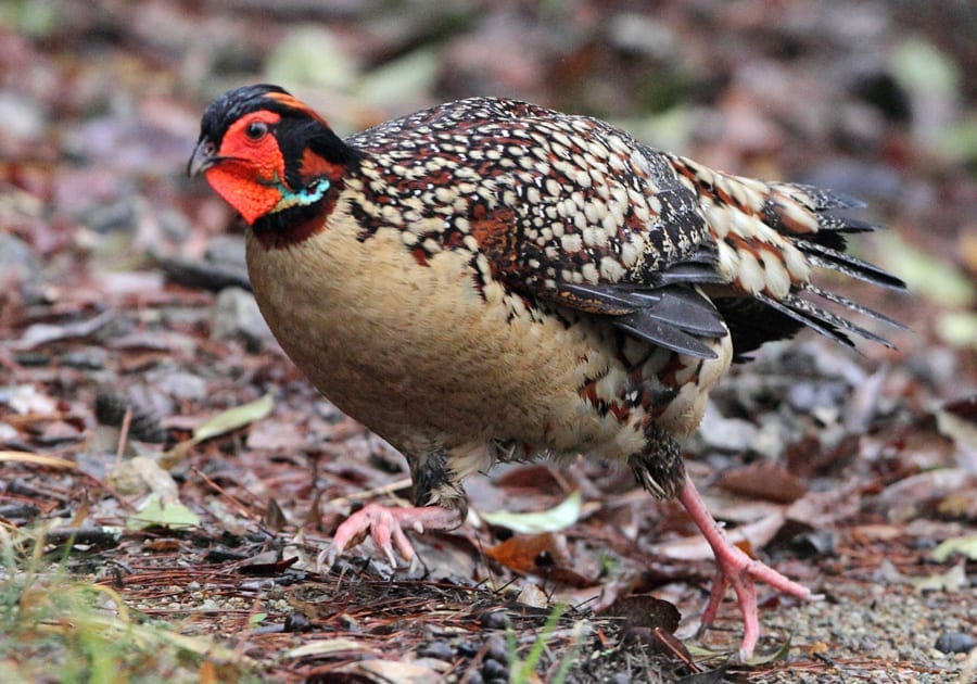 David Shackelford frappe 8,000 oiseaux !