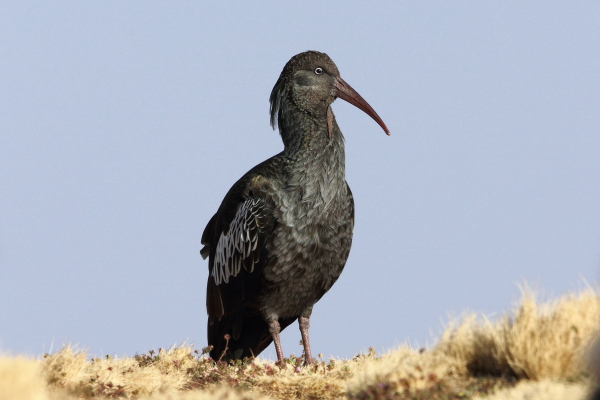 Ethiopia’s Endemics