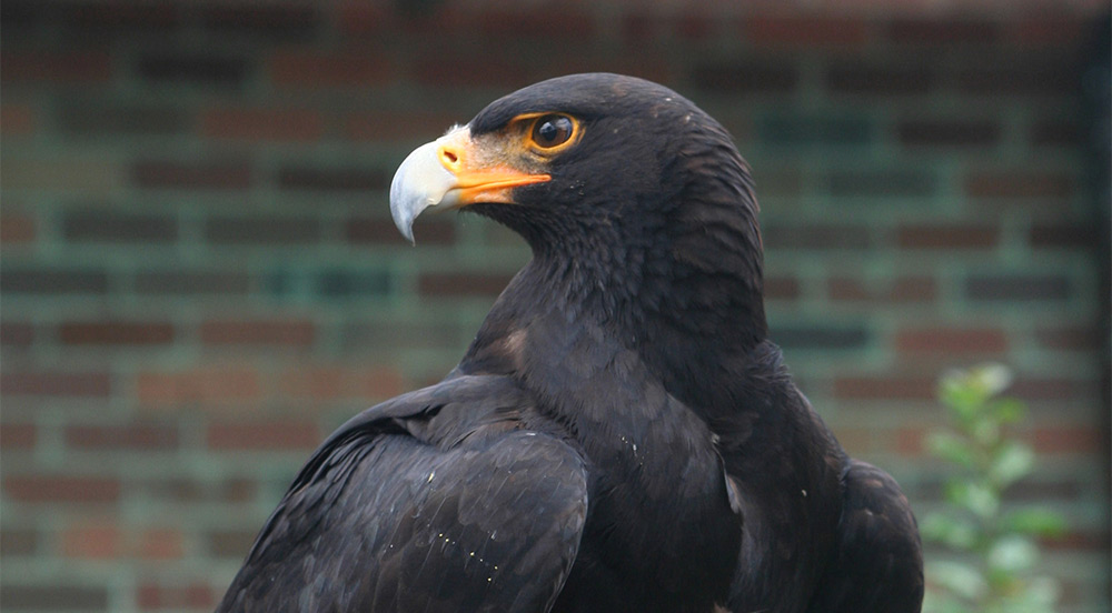 Rockjumper’s feathered friend – latest update