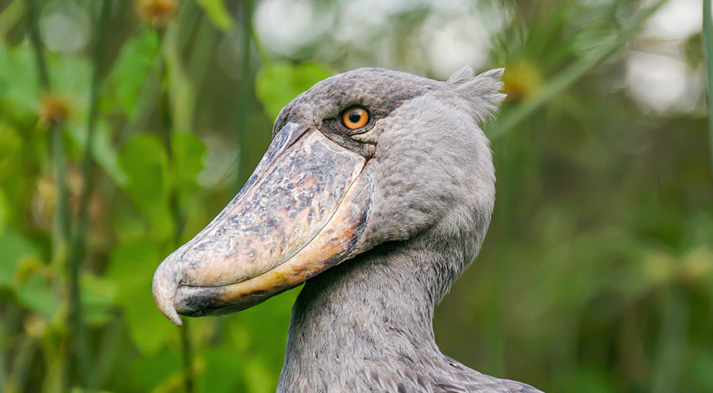 アフリカのコウノトリ