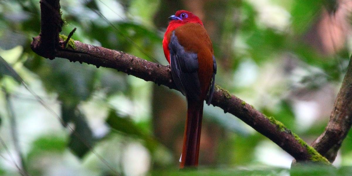 Nieuwe Budget Borneo Birding &amp; Budget Maleisië Uitbreidingsreizen voor 2013