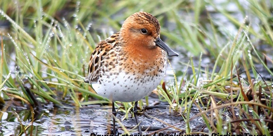 Videofilmer från Sandpiper med skednäbb och tillhörande rundturer