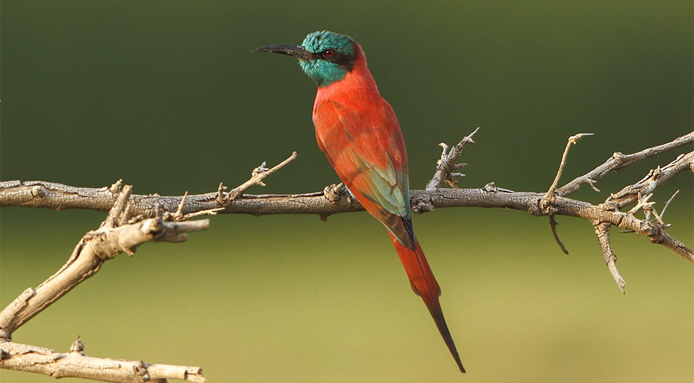 The Bee-eaters of Africa