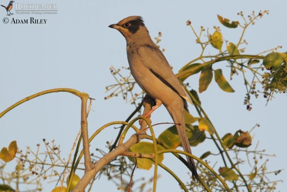 Birding Arabia: Deserts and Oases