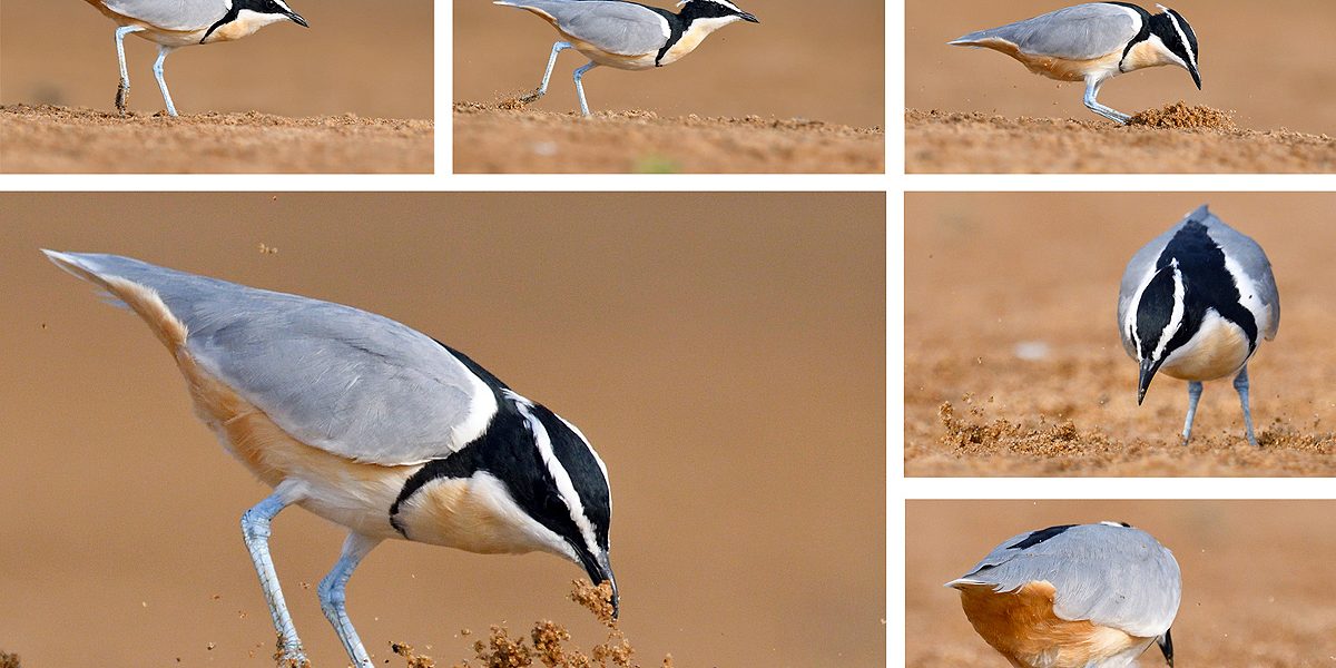 Spring als een Egyptenaar