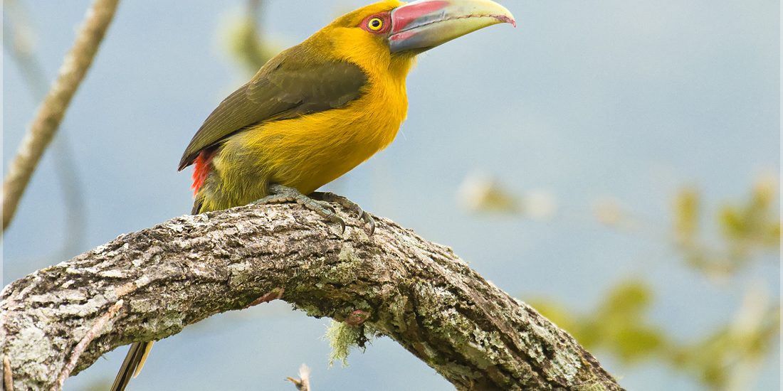 Zeldzame waarneming van saffraantoekan in Argentinië