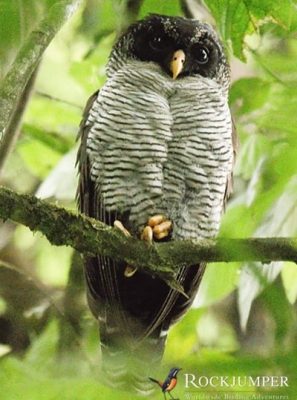 Black and White Owl