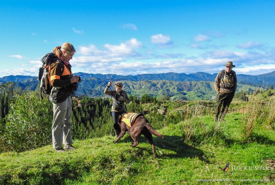 Una actualización sobre McCaw: nuestro kiwi marrón de la Isla Norte