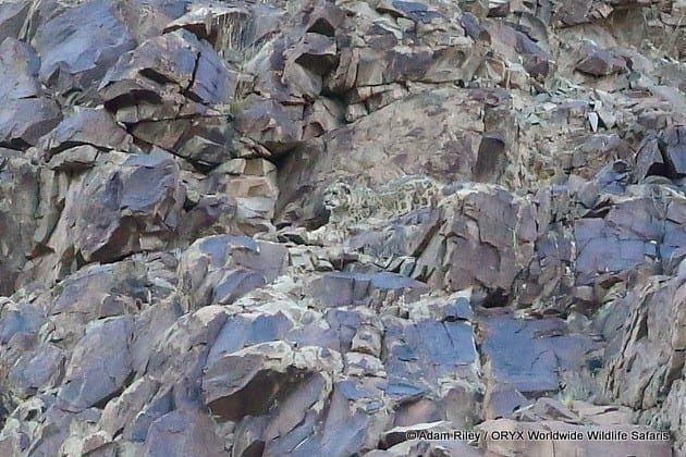 Chasse au léopard des neiges