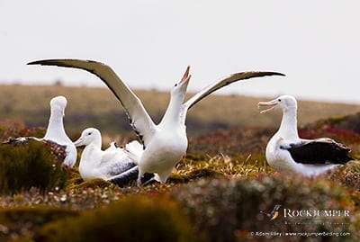Southern Royal Albatrosses by Adam Riley