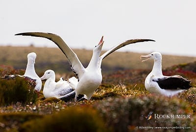 Bird of the Year 2017