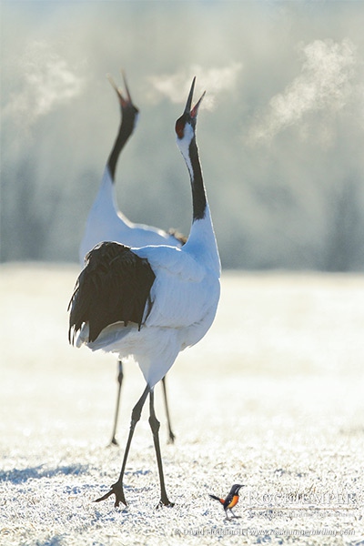 Red-crowned Cranes