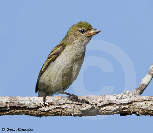 Oiseau bricoleur vert par Hugh Chittenden