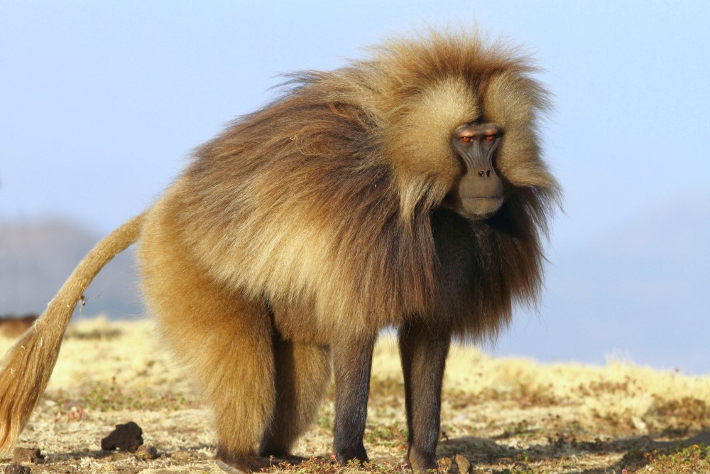 The Geladas of Ethiopia