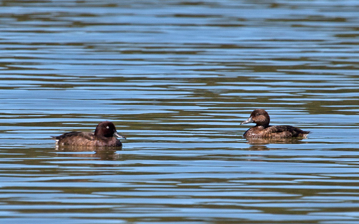 Madagascar Pochard-par fotograferet af Adam Riley