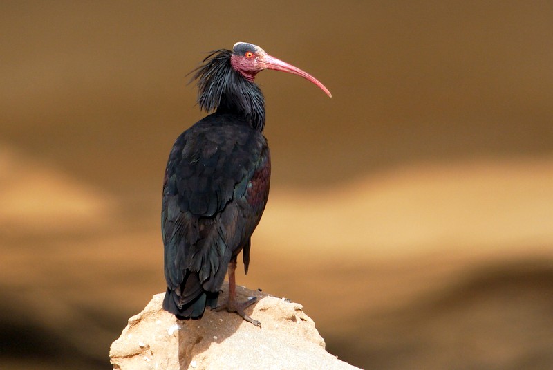 Skaldet Ibis