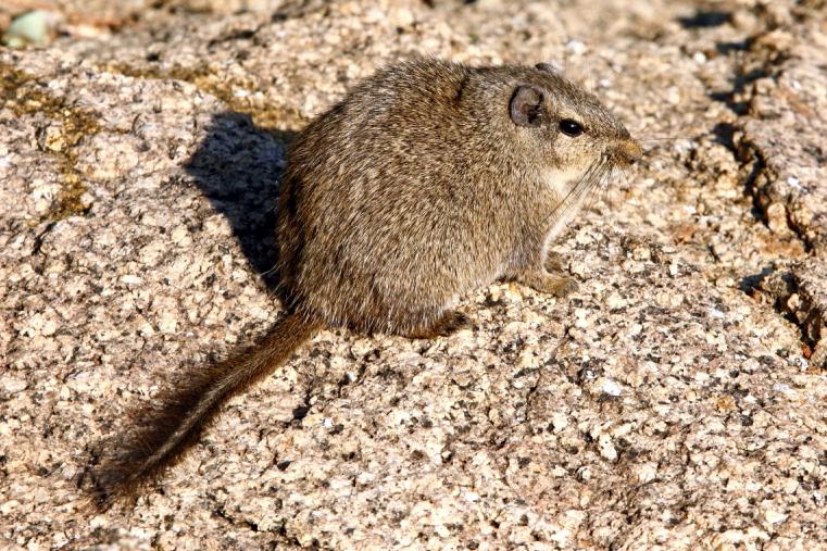 La rata Dassie: un roedor único